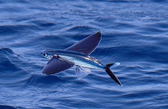 DKP Selidiki Pengambilan Telur Ikan Terbang “Ilegal” di Malra