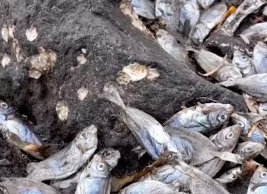 Ini Pendapat DLH Terkait Ribuan Ikan Mati di Panati Ternate